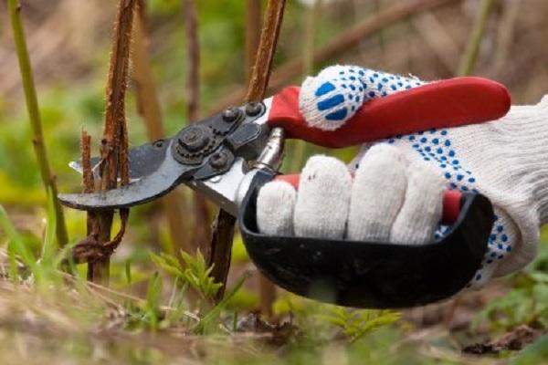 raspberry pruning