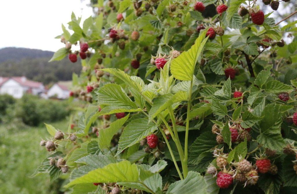 raspberry bush