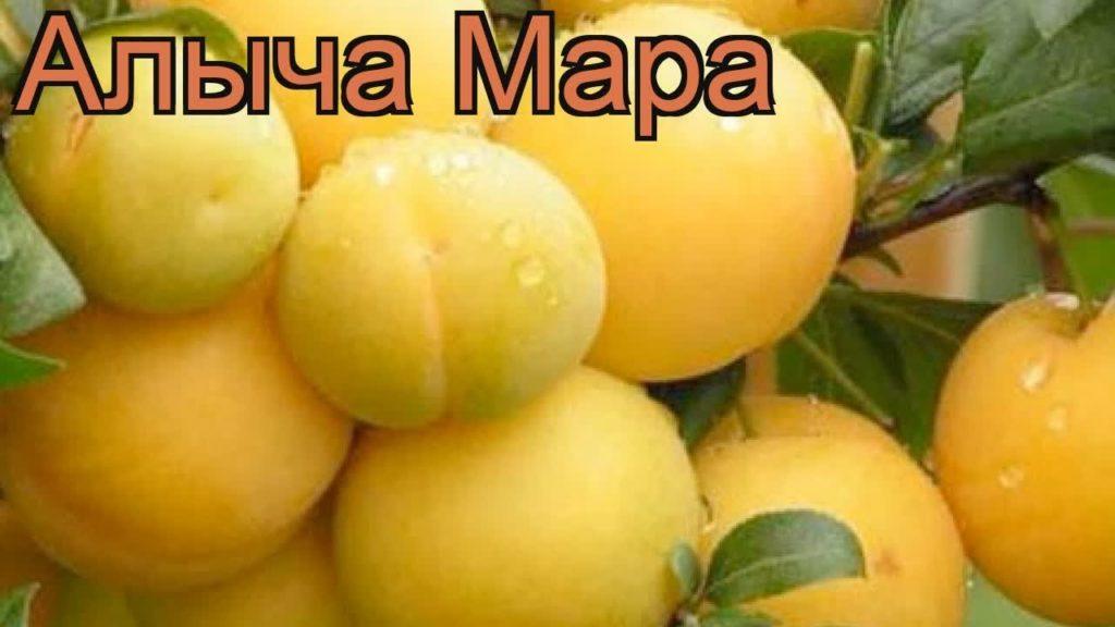 cherry plum mara