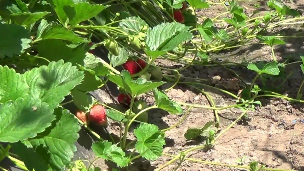 arbuste aux fraises de Monterey