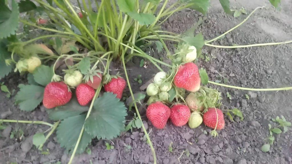 strawberry bush