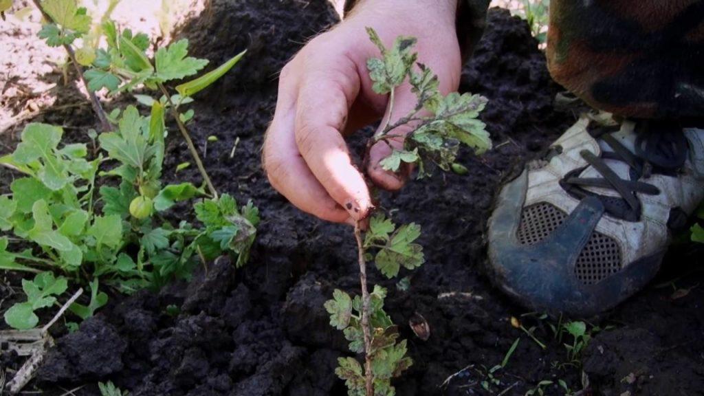 gooseberry breeding