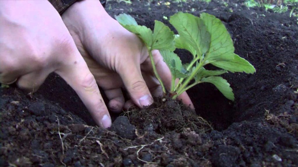 planting strawberries