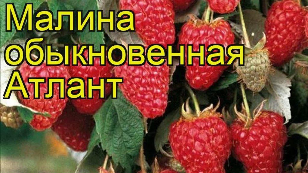 raspberry atlant