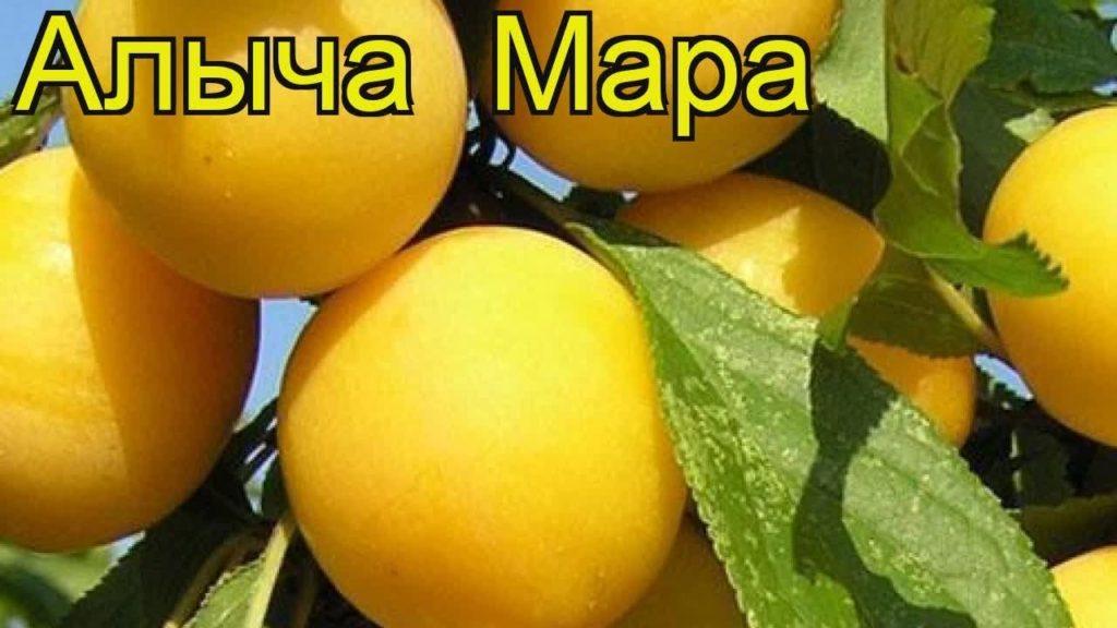 cherry plum mara