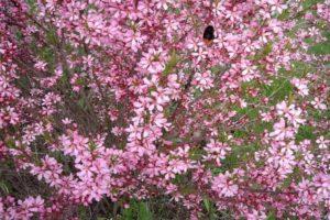 Description of the steppe almond, its planting and care, the secrets of agricultural technology