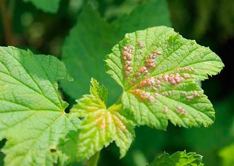 currant disease