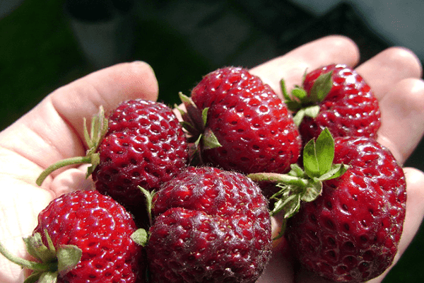 variety of berries