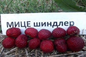 Descripción y características de la variedad de fresa Ratones Schindler, plantación y cuidado.