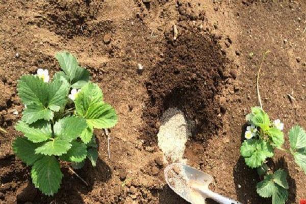 planting strawberries