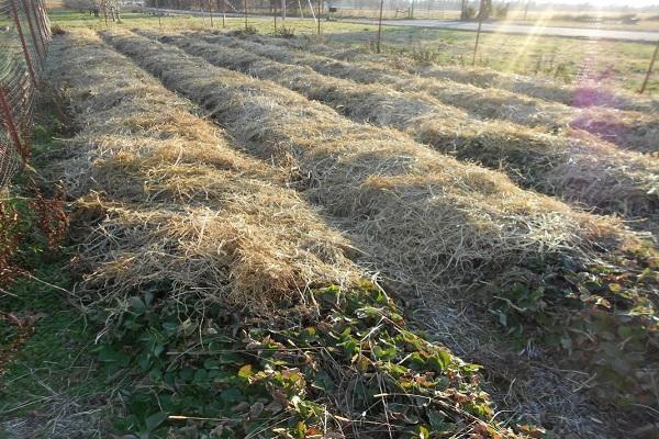 hay shelter