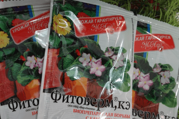 phytoverm des insectes