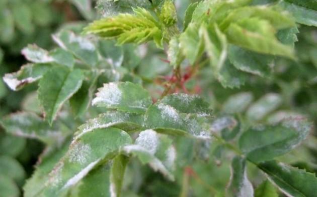 Powdery mildew