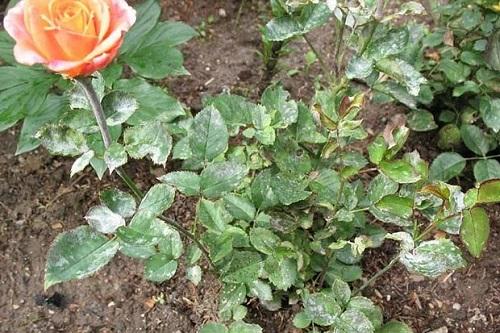 powdery mildew on roses