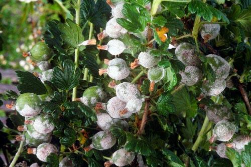 powdery mildew on berries