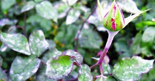 powdery mildew on roses