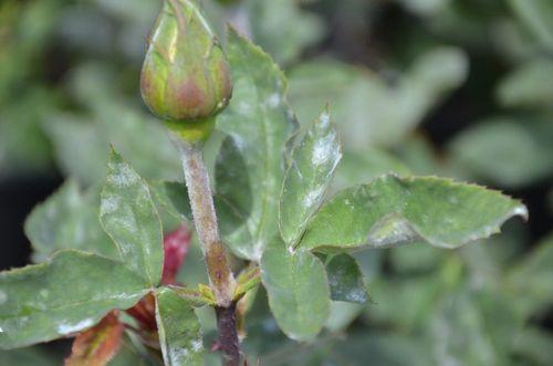 powdery mildew