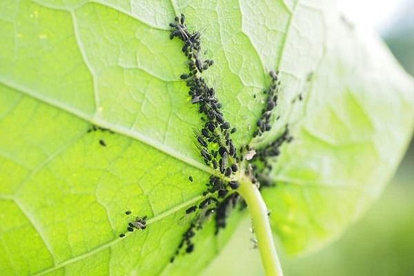 leaf pests