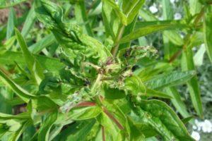 Paano iproseso ang isang melokoton kung ang aphids ay narito, kung paano haharapin ang mga remedyo ng folk at gamot