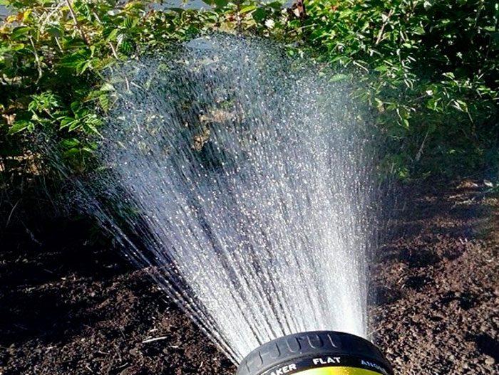 watering raspberries