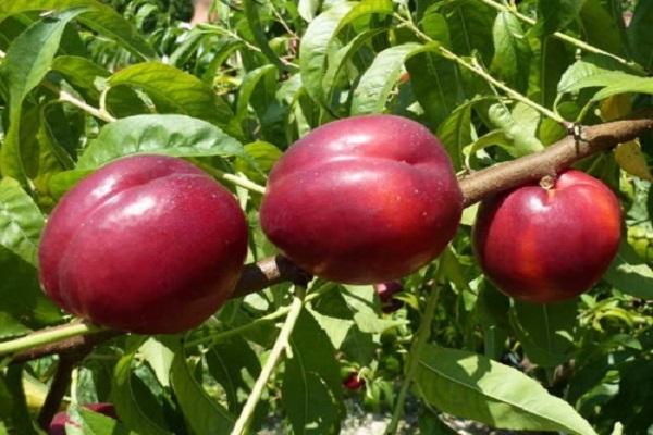 nectarina en el árbol