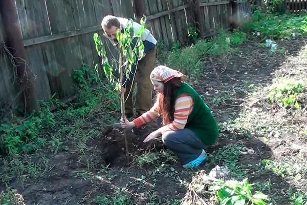 plantar un árbol