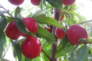 Description and characteristics of the TOP 20 best nectarine varieties, pros and cons