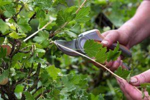 When and how to properly prune gooseberries for a good harvest