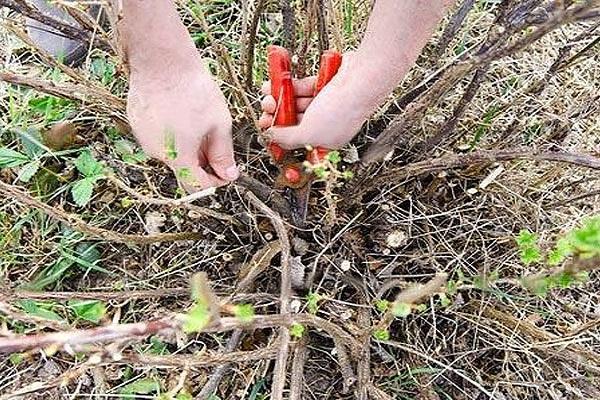 suppression de branches