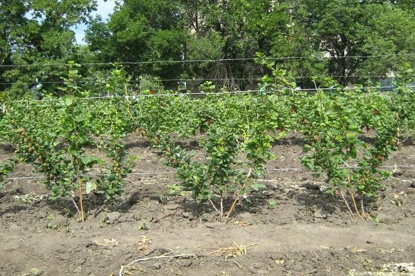 gooseberry bushes