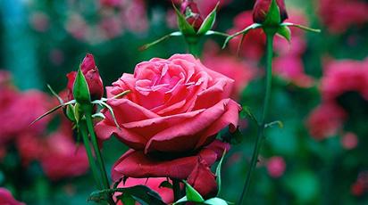 kenyansk rose