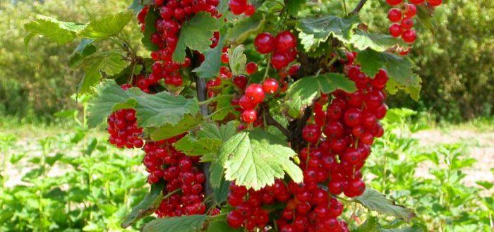 currant on a trunk