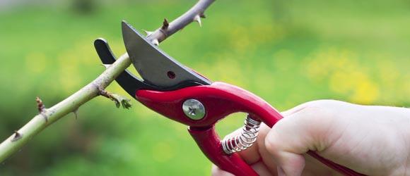 currant pruning