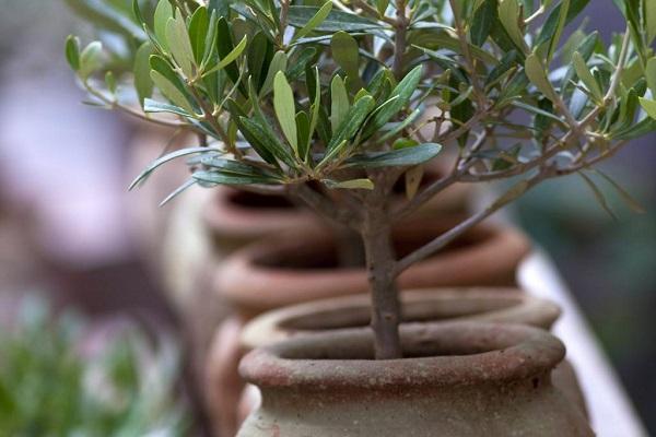 plantar un árbol