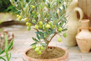 Reproduction, cultivation and care of the olive at home