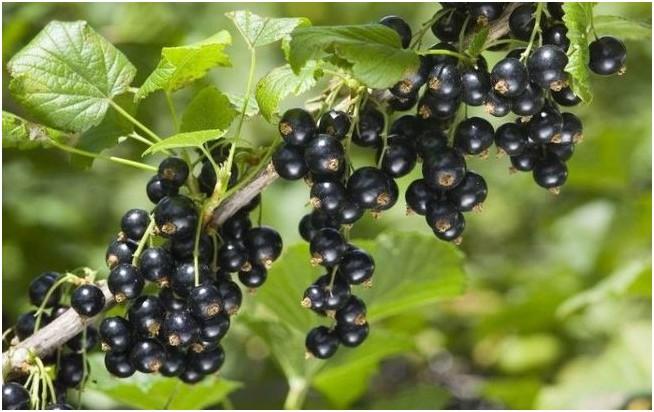 gulliver currant