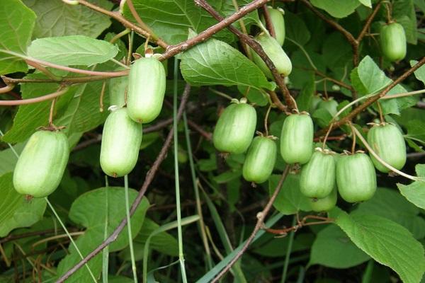 fruiting actinidia