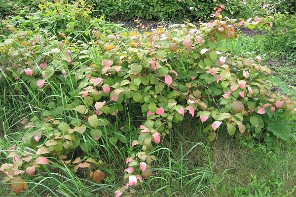 berry plant