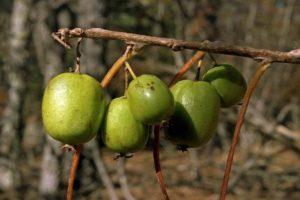 Penerangan dan jenis varietas actinidia Arguta, penanaman dan penjagaan