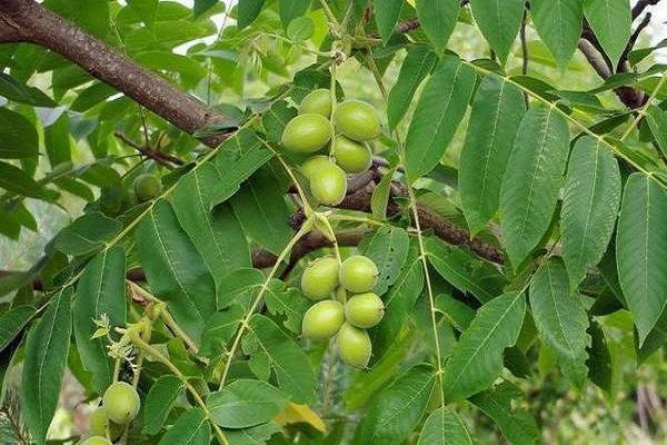 cultivar una variedad