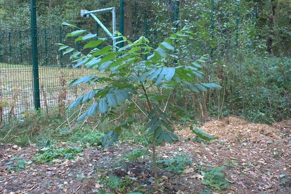 growing by the trellis