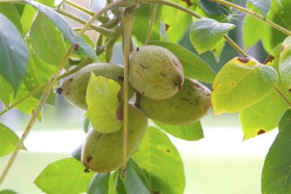 variety of walnut