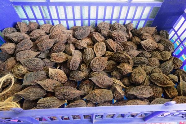 walnut harvested