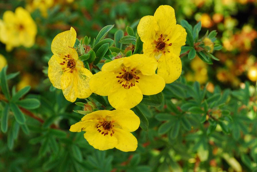 yellow flowers