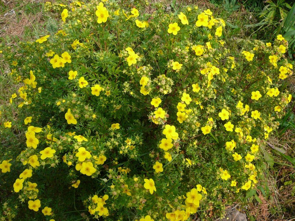 keř cinquefoil