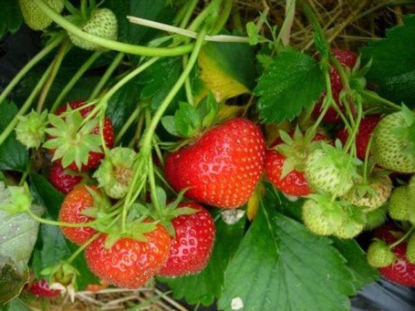 strawberry bush