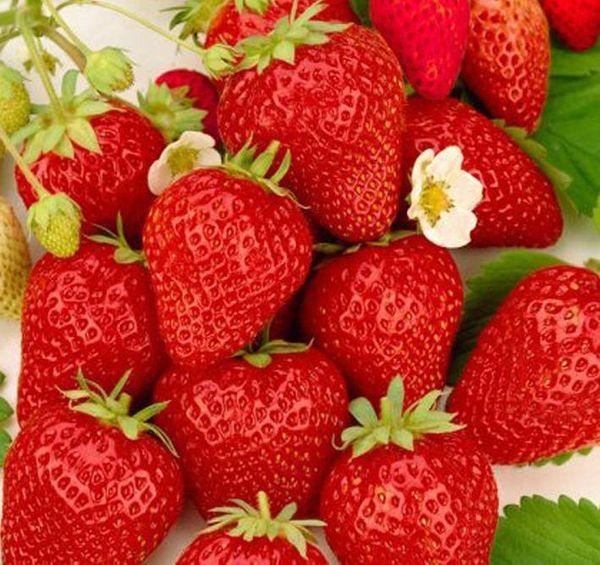 Ostara aux fraises