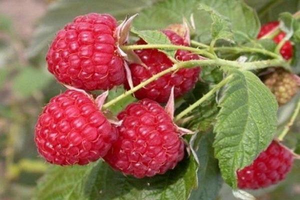 framboises pour la santé