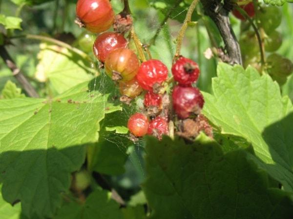 Spider mite