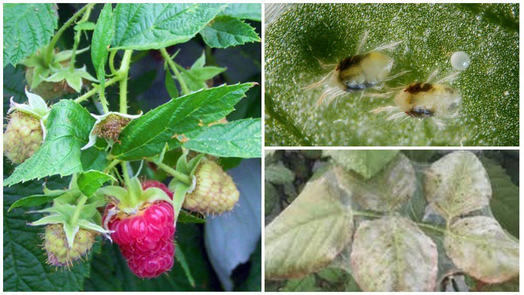 spider mites on raspberries